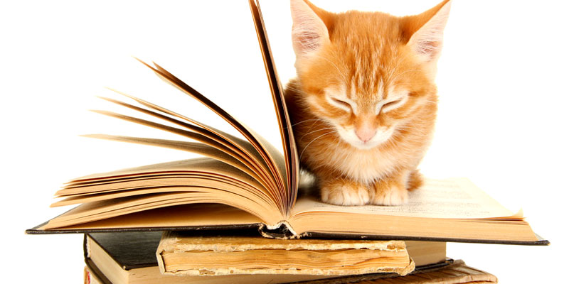 Literatur ber Katzen
