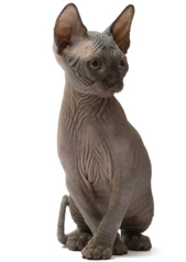 Sphynx Katze sitzend Rasseportrait