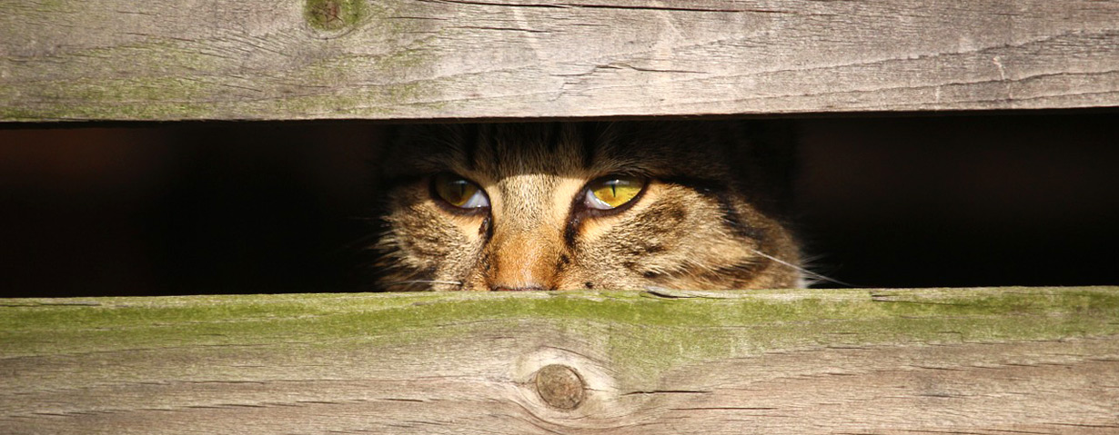 Pfotenstrecke: 10 Katzen in ihrem Versteck –