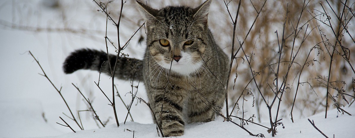 So überstehen Haus- Und Streunerkatzen Den Winter – Katzen.de